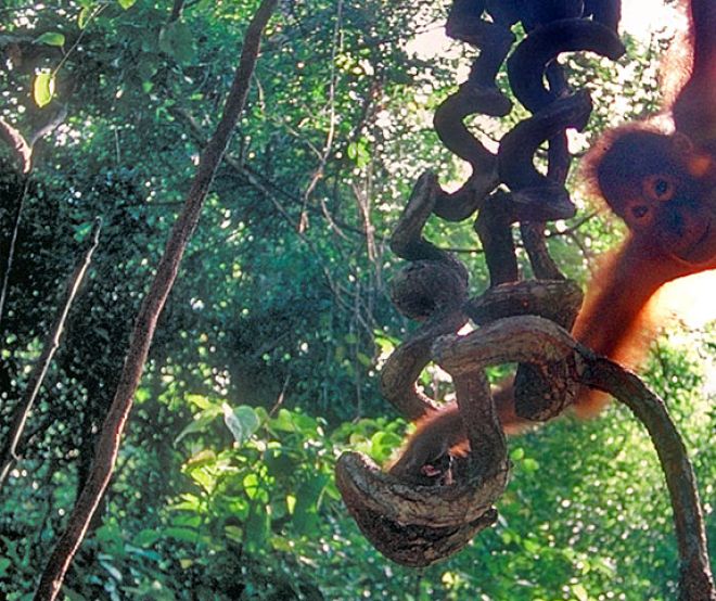 Um orangotango numa árvore na floresta tropical