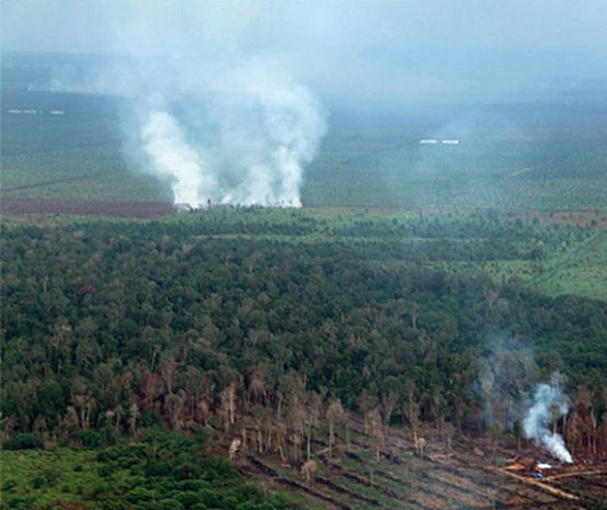 Um incêndio na floresta tropical