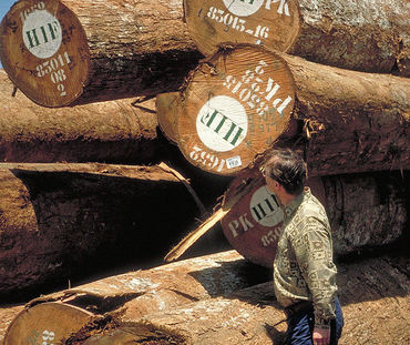 Reinhard Behrend, presidente da Salve a Selva, em frente de troncos de madeira tropical