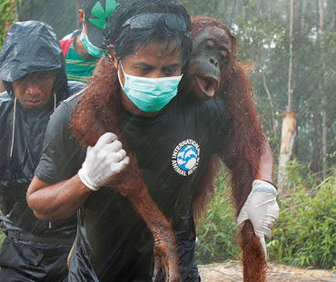 Orangotango ferido é resgatado por um ativista