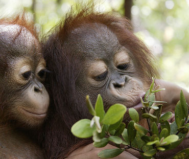 Dois jovens orangotangos brincando com um ramo