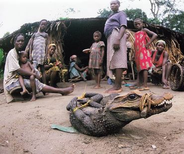 Crocodilo algemado e caçadores furtivos