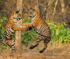 Dois tigres jogando