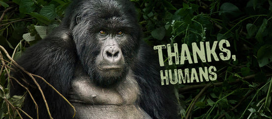 Gorila com balão de texto "Thanks, humans"