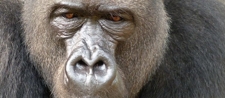 O macho dos gorilas-do-rio-cross pesa até 180 kg (foto: Limbe Wildlife Centre / Great Ape Project) O macho de um grupo de gorilas-do-rio-cross anda pela floresta