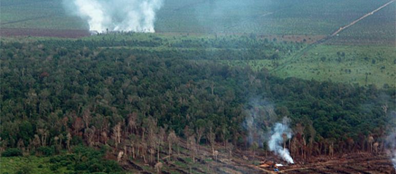 Mais de 100 fogos foram iniciados na floresta turfeira de Tripa Um incêndio na floresta tropical