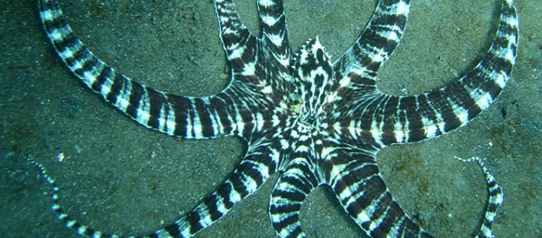 O polvo ameaçado Thaumoctopus mimicus, fotografado por Steve Childs Um polvo da espécie "thaumoctopus mimicus"