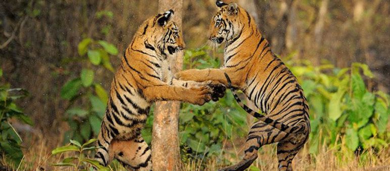 Até os tigres parecem estar felizes: as florestas de Mahan não serão destruídas para o carvão Dois tigres jogando