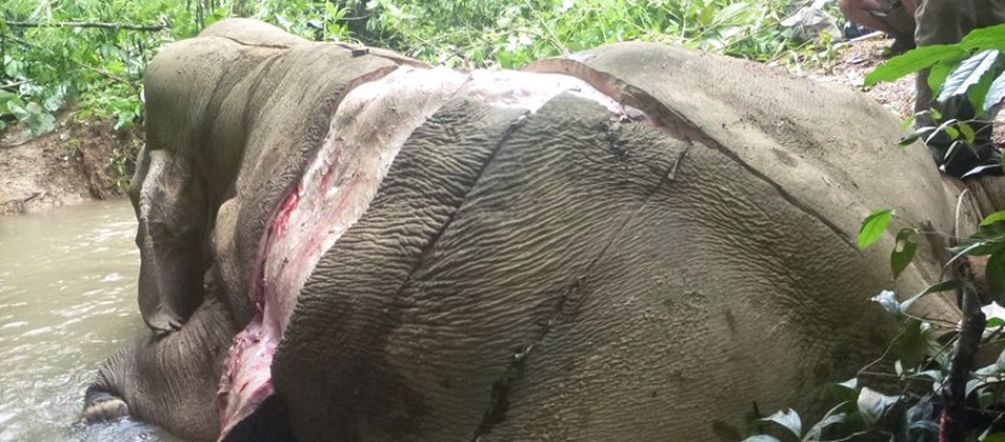 Elefante esfolado em Mianmar