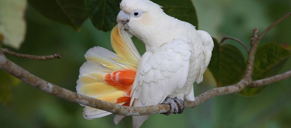 Uma cacatua das Filipinas limpa sua plumagem na floresta tropical
