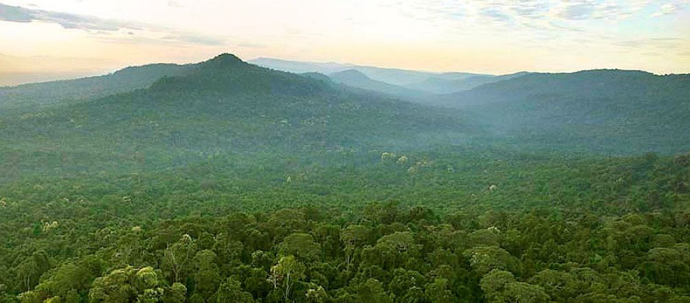 As montanhas e a floresta de cardamomo