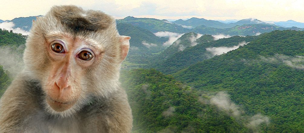 A Tailândia ameaça animais na área de patrimônio mundial com o alargamento da estrada 304 (fotomontagem: Flickr/whitecat sg (Lizenz CC BY-NC 2.0), Amax1 (public domain)) A imagem de um macaco montada em frente de uma área florestal na Tailândia