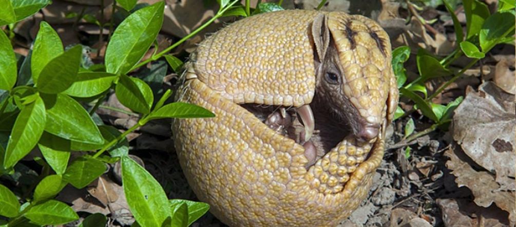 Quando acuado, o tatu-bola enrola-se dentro da carapaça, formando uma bola. © Fotolia Um Tatu-bola-da-caatinga enrola-se, formando uma bola
