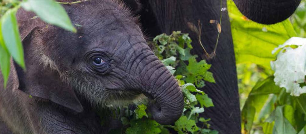 Um elefante bebê na floresta do ecossistema de Leuser na Indonésia