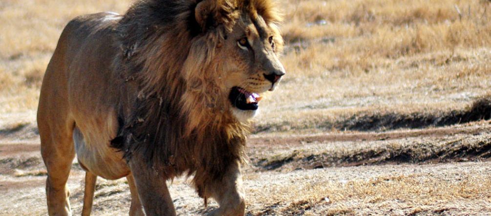 Um leão na savana africana