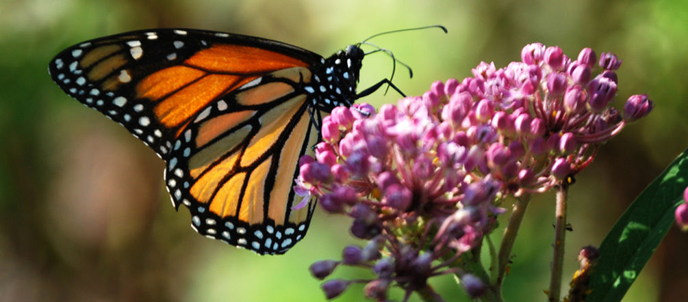 Engenharia genética e herbicidas ameaçam a borboleta-monarca e as suas plantas forrageiras (foto: Rachel James - Lizenz CC BY-NC-SA 2.0) Uma borboleta-monarca está chupando néctar na inflorescência de uma flor de seda.