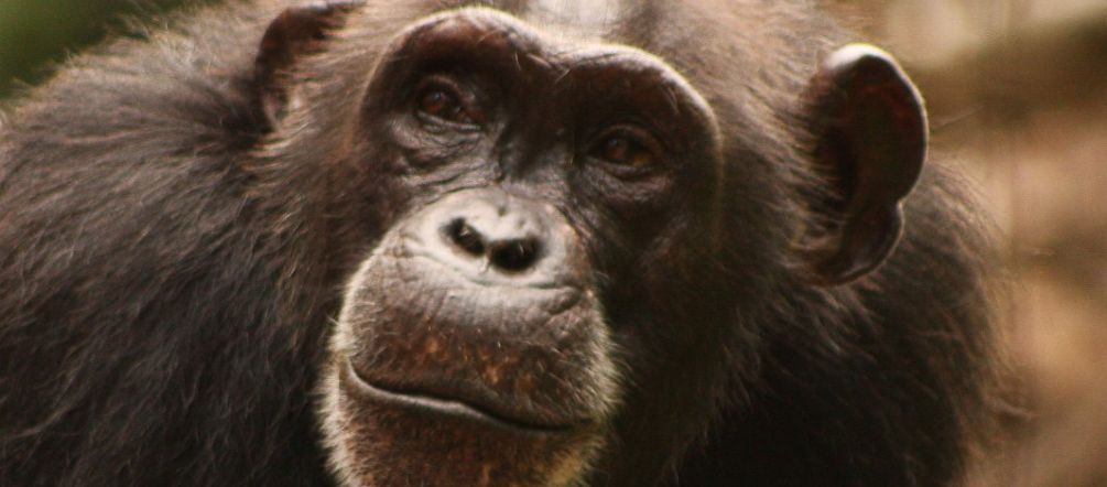 Chimpanzé na África Ocidental