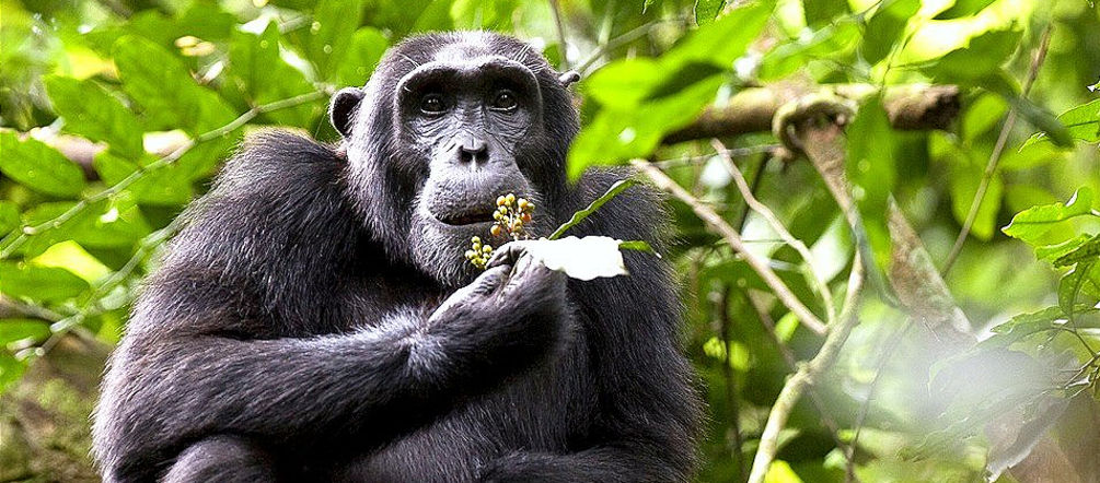 O espaço vital dos chimpanzés está desaparecendo Um chimpanzé no Uganda