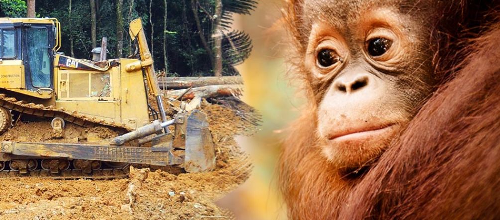 A floresta tropical e o espaço vital dos orangotangos são destruídos para a produção de óleo-de-palma A floresta tropical e o espaço vital dos orangotangos são destruídos para a produção de óleo-de-palma