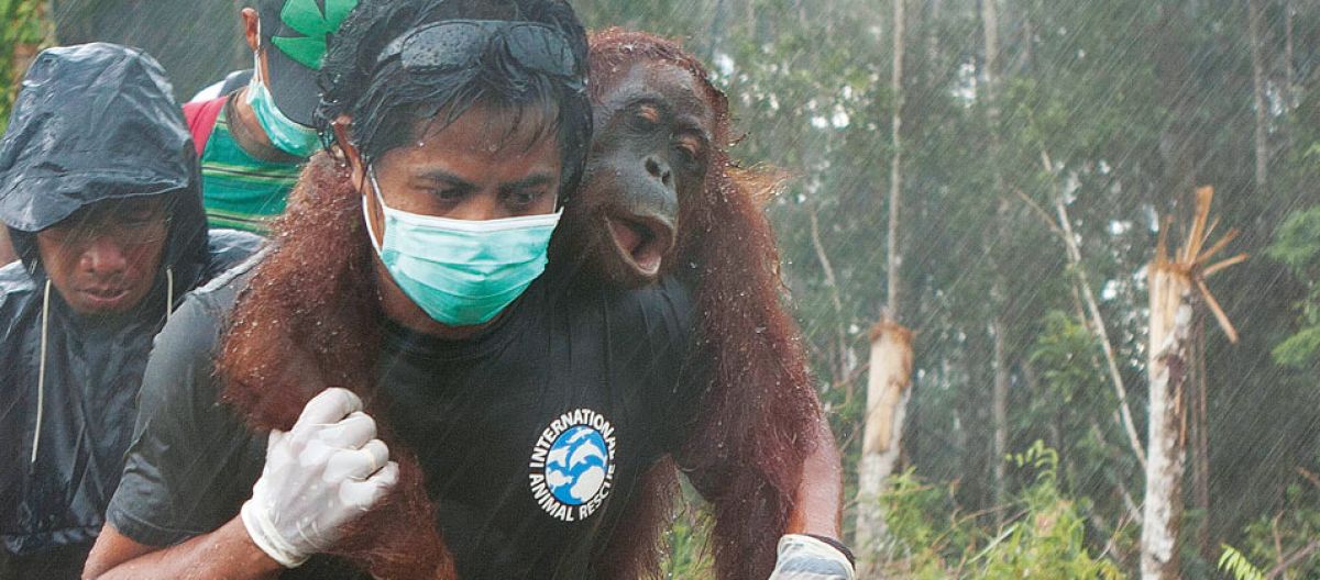 Orangotango ferido é resgatado por um ativista
