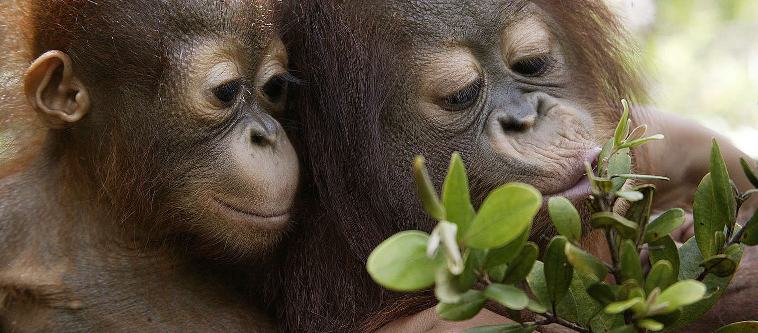 Dois jovens orangotangos brincando com um ramo