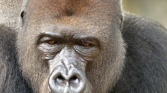 O macho de um grupo de gorilas-do-rio-cross anda pela floresta