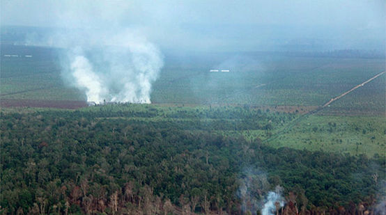 Um incêndio na floresta tropical