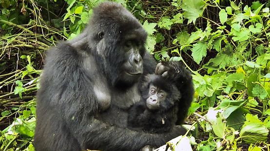 Mamãe gorila com bebê nos braços em uma clareira na floresta tropical