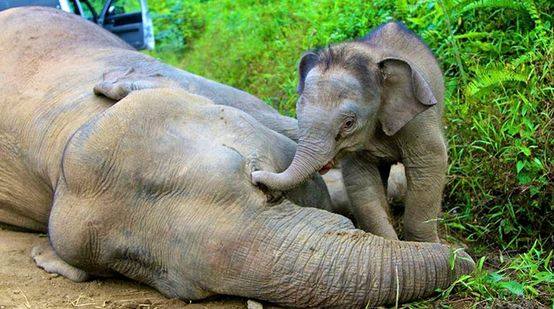 Um filhote de elefante toca, com sua tromba, a cabeça de sua mãe que está deitada no chão.