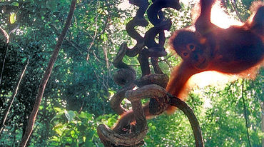 Um orangotango numa árvore na floresta tropical