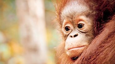 Orangotango de cara triste