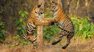 Dois tigres jogando