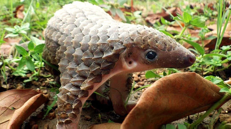 Um pangolim jovem na natureza