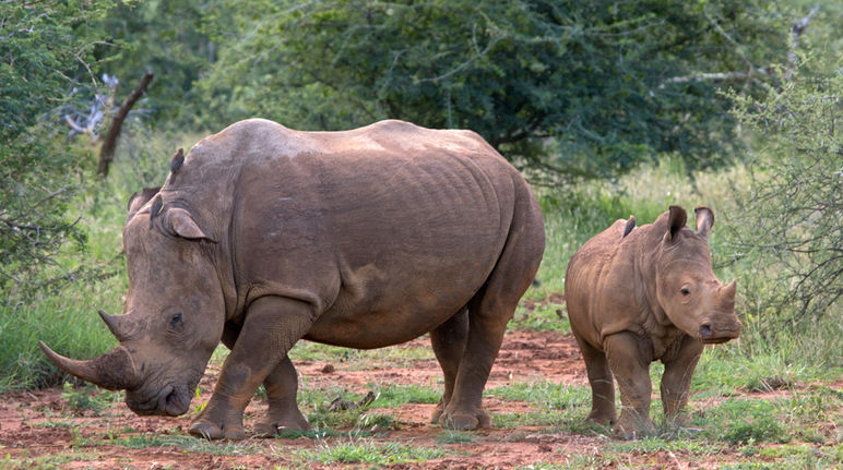 Rinocerontes em liberdade: em breve uma imagem do passado? (Martha de Jong-Lantink – licença CC BY-NC-ND 2.0) Um rinoceronte adulto e um jovem animal na savana