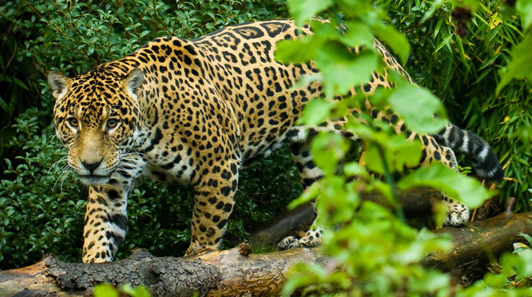 Onça-pintada na floresta tropical