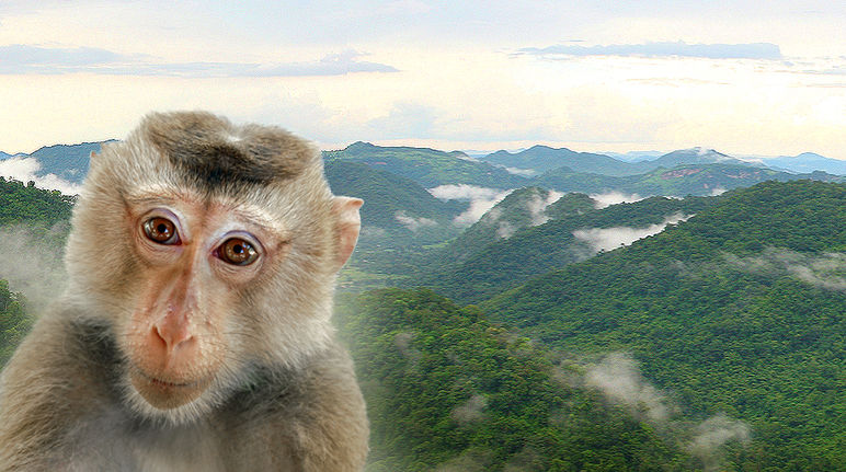 A Tailândia ameaça animais na área de patrimônio mundial com o alargamento da estrada 304 (fotomontagem: Flickr/whitecat sg (Lizenz CC BY-NC 2.0), Amax1 (public domain)) A imagem de um macaco montada em frente de uma área florestal na Tailândia