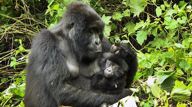 Mamãe gorila com bebê nos braços em uma clareira na floresta tropical