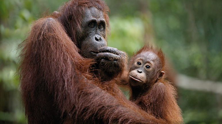 Você pode ajudar na preservação do Parque Nacional de Kutai 2 de 2000 orangotangos-de-bornéo