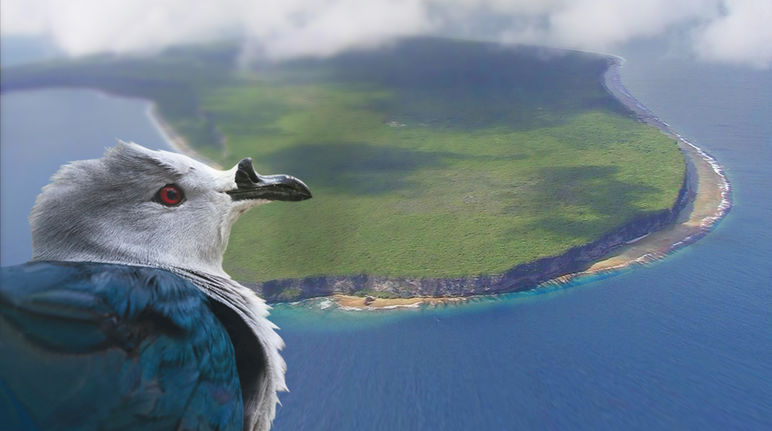 Um pombo-imperial da Polinésia olhando para o atol de Makatea