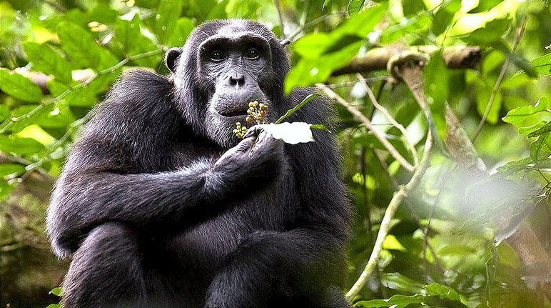 O espaço vital dos chimpanzés está desaparecendo Um chimpanzé no Uganda