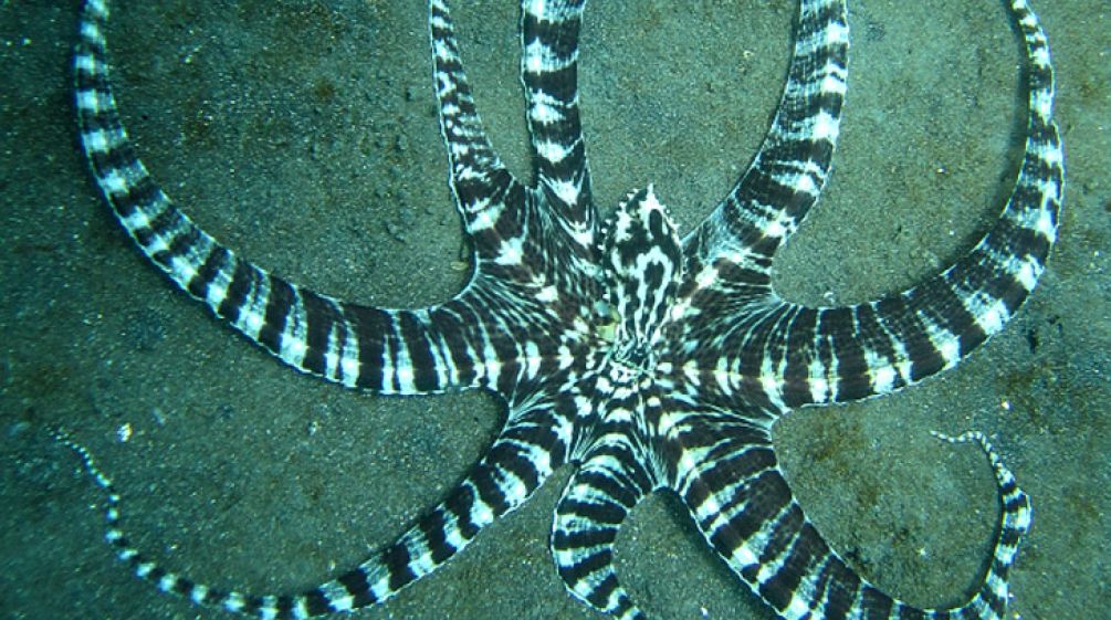 Um polvo da espécie "thaumoctopus mimicus"